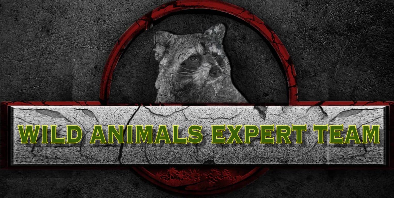 Wild Animals Expert Team